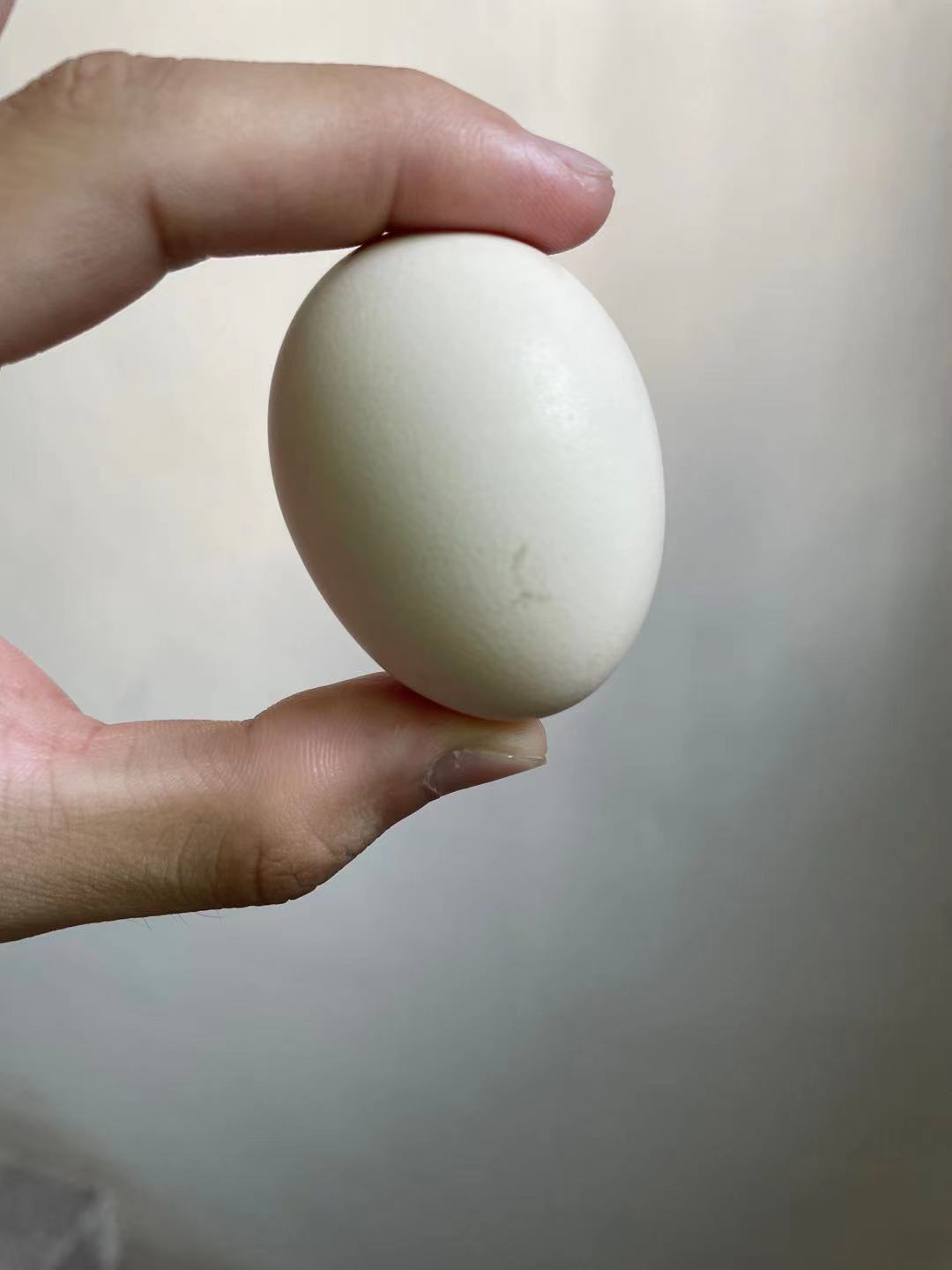 egg